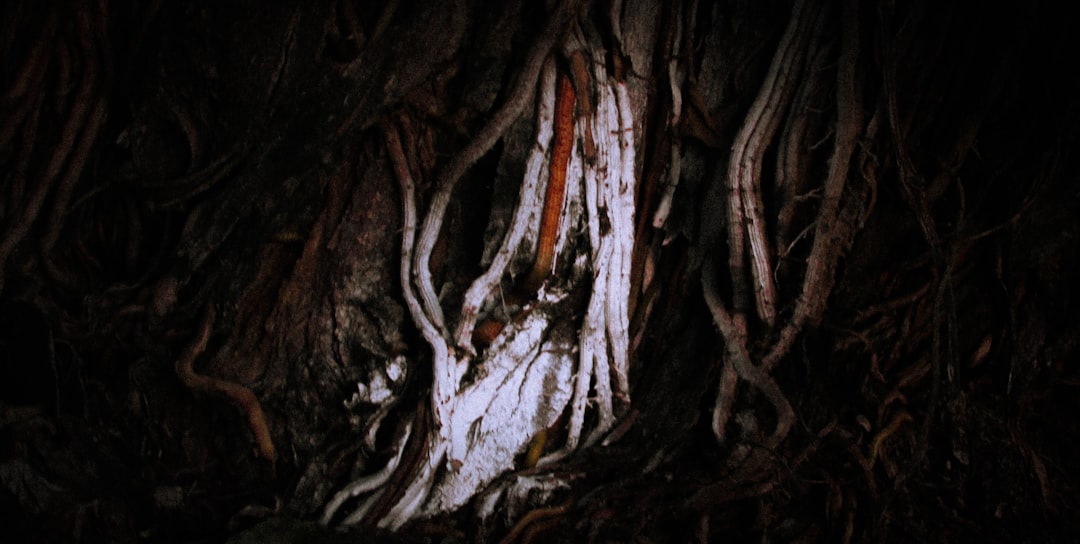 Majestic, old evergreen tree with deep, visible roots stands strong in a sunlit field, symbolizing enduring principles and...