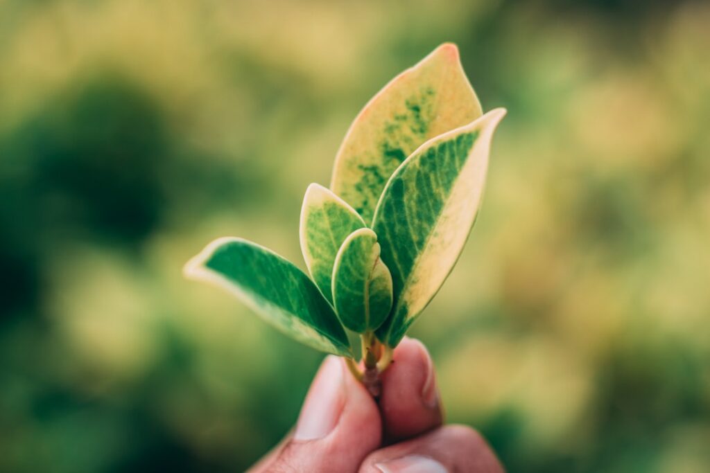 Close-up of a person's hands carefully cupping soil with a small green seedling sprouting, symbolizing the initial investm...