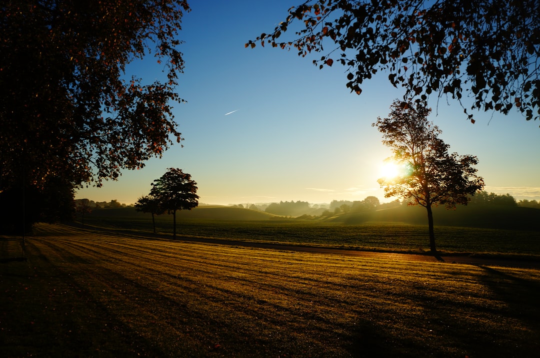 A strong, majestic old tree with deep roots stands in a sunlit field, a powerful metaphor for a mature, valuable digital asset built over many years.